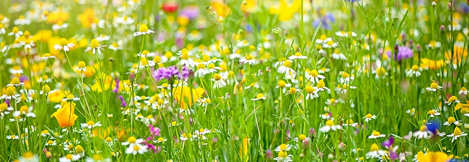 Blumenwiese mit gelben und weißen Blumen